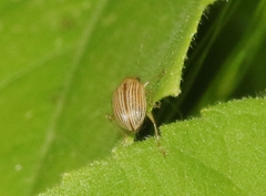 Colaspis hesperia