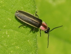 Photinus knulli