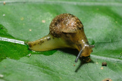 Megaustenia imperator