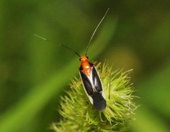 Ganocapsus filiformis