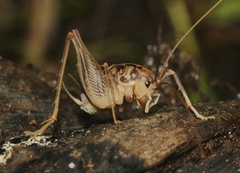 Ceuthophilus isletae