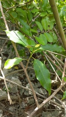 Trichostigma octandrum