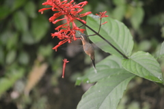 Phaethornis longuemareus