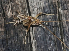 Ceuthophilus isletae