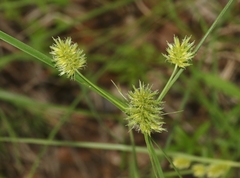 Cyperus dipsaceus
