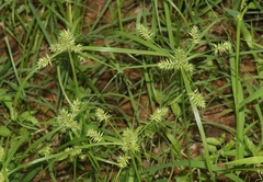 Cyperus dipsaceus