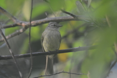 Myiopagis gaimardii