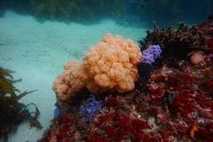 Dendronephthya australis