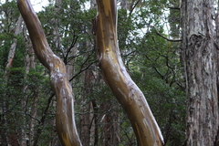 Eucalyptus subcrenulata