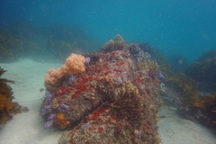 Dendronephthya australis