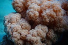 Dendronephthya australis