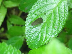 Hermeuptychia canthe