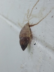 Plekocheilus glaber