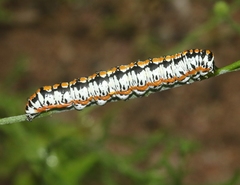Cucullia dorsalis