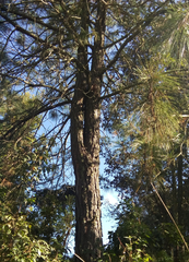 Pinus oocarpa
