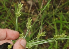 Cyperus dipsaceus