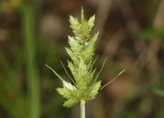 Cyperus dipsaceus