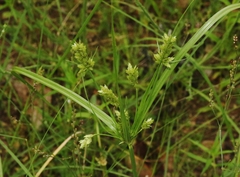 Cyperus dipsaceus