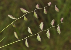 Bouteloua chondrosioides