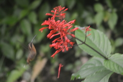 Phaethornis longuemareus