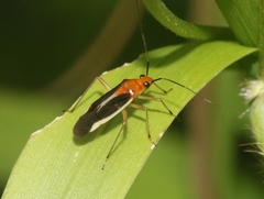 Ganocapsus filiformis