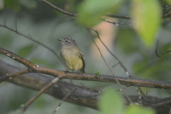 Myiopagis gaimardii