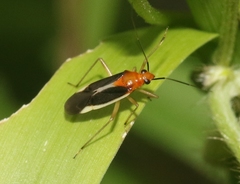 Ganocapsus filiformis