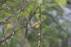 Myiopagis gaimardii