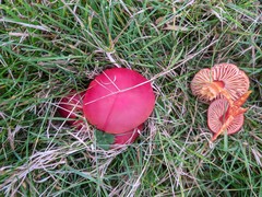 Hygrocybe coccinea