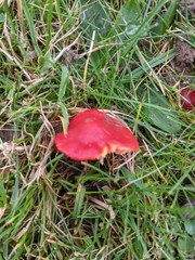 Hygrocybe coccinea