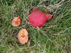 Hygrocybe coccinea