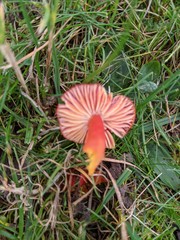 Hygrocybe coccinea