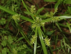 Cyperus pallidicolor