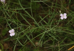 Hesperidanthus linearifolius