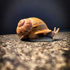 Cornu aspersum