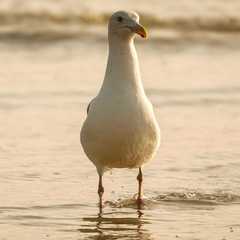 Larus