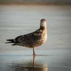 Larus
