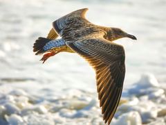 Larus