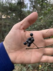 Alyxia taiwanensis