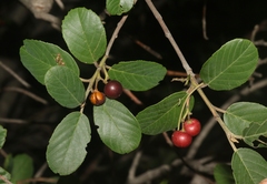 Frangula betulifolia