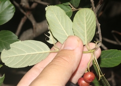 Frangula betulifolia