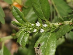 Euploca fruticosa
