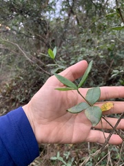 Alyxia taiwanensis