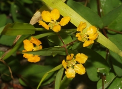 Aspicarpa hirtella
