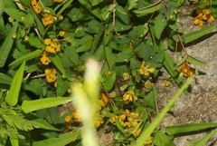Aspicarpa hirtella