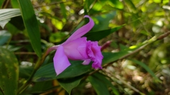 Sobralia decora