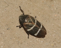 Aeneolamia albofasciata