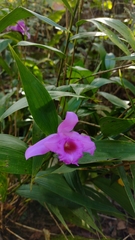 Sobralia decora