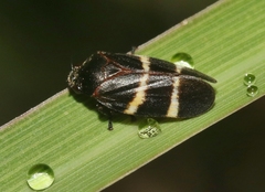 Aeneolamia albofasciata