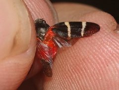 Aeneolamia albofasciata